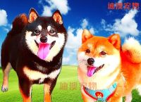 原创为什么柴犬很贵？哪里可以买到高性价比的柴犬？