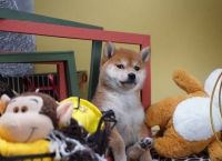 柴犬价格大概是多少？千元以内可以买到纯血统的柴犬吗？