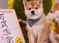 新手买柴犬怕被坑？第一次买柴犬去哪买？比较靠谱的地方有哪些？