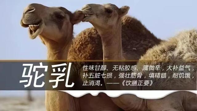 真正好的驼奶甚至都是千金难求.jpeg