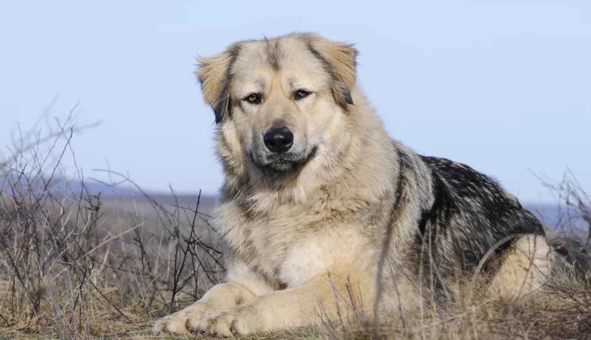 什么地方有高加索犬卖？高加索犬在哪买的？中国最好的高加索犬舍