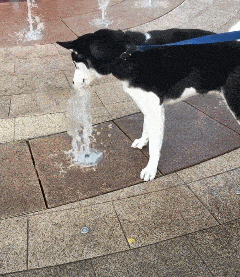 太渴了，这水还能喷，赶紧喝.gif
