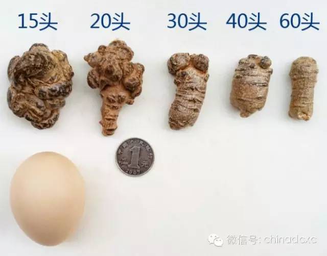 田七的头数.jpg