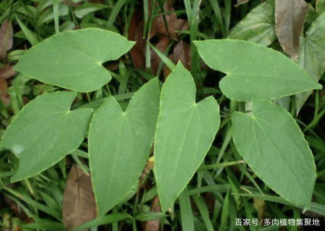 潮湿的山林中，有1种“淫羊藿”，100元1斤不好买，珍贵、值钱！