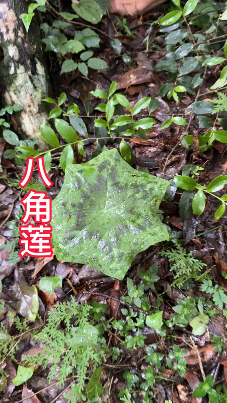 八角莲的功效与作用